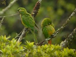 22.54.Golden-Plumed Conure - Golden-Plumed Parakeet - Leptopsittaca branickii