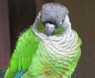 22.56d.Green-Cheeked Conure - Green-Cheeked Parakeet - Pyrrhura molinae phoenicura