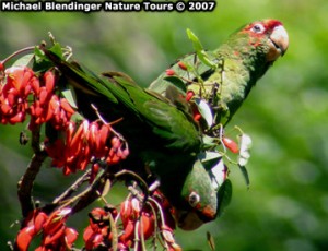 22.64b.Mitred Conure or Parakeet - Aratinga mitrata alticola