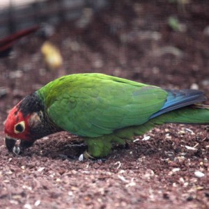 22.78.Rose-Fronted Conure or Parakeet - Red-Crowned Conure or Parakeet - Pyrrhura roseifrons