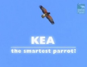 Kea-The-Smartest-Parrot-Cover