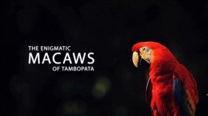 the enigmatic macaws of tambopata