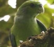 4.01.Peruvian Black-Winged-Parrot - Peruvian Black-Eared Parrot - Hapalopsittaca melanotis peruviana