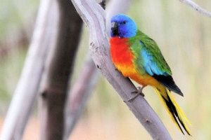 56.05.Scarlet-Chested Parrot - Scarlet-Breasted Parrot - Orange-Throated Parrot - Splendid Parrot - Neophema splendida