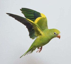57.White-Winged Parakeet - Canary-Winged Parakeet - Brotogeris versicolurus