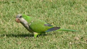 59.01.Monk Parakeet - Quaker Parrot - Myiopsitta monachus calita