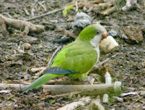59.02.Monk Parakeet - Quaker Parrot - Myiopsitta monachus caotorra