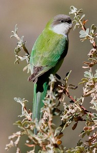 62.Grey-Hooded Parakeet - Aymara Parakeet - Sierra Parakeet - Psilopsiagon aymara