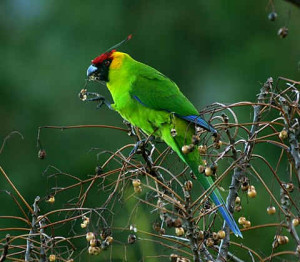 64.Horned Parakeet - Eunymphicus cornutus