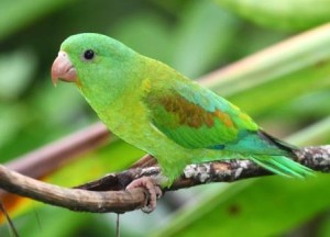65.Orange-Chinned Parakeet - Tovi Parakeet - Brotogeris jugularis