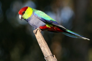 66.Red-Capped Parrot - Pileated Parakeet - Purpureicephalus spurius