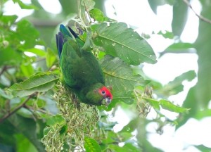 67.Pileated Parrot - Red-Capped Parrot - Pionopsitta pileata