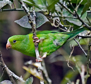 68.Plain Parakeet - Brotogeris tirica