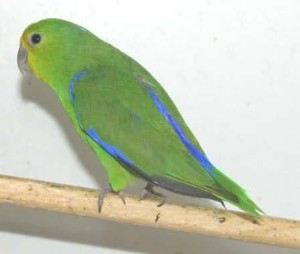 71.01.01d.Blue-Winged Parrotlet - Forpus xanthopterygius olallae