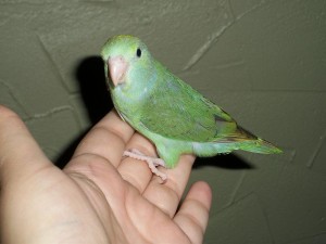 71.01.01e.Turquoise-Rumped Parrotlet - Forpus xanthopterygius spengeli