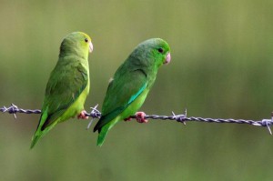 71.01.03d.Green-Rumped Parrotlet - Forpus passerinus passerinus