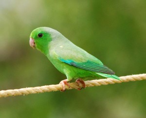 71.01.03e.Venezuelan Green Parrotlet - Forpus passerinus viridissimus