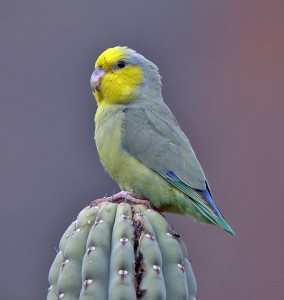 71.01.07.Yellow-Faced Parrotlet - Forpus xanthops