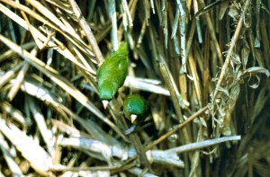 71.02.01.Manu Parrotlet - Amazonian Parrotlet - Nannopsittaca dachilleae
