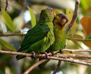 71.03.01.Blue-Fronted Parrotlet - Red-Winged Parrotlet - Touit dilectissimus