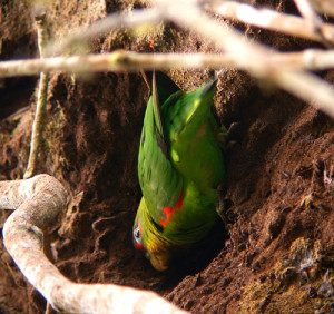 71.03.05.Red-Fronted Parrotlet - Touit costaricensis