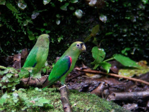71.03.07.Scarlet-Shouldered Parrotlet - Touit huetii
