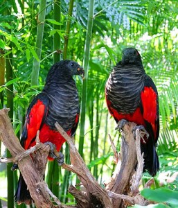 72.Pesquet’s Parrot - Vulturine Parrot - Psittrichas fulgidus