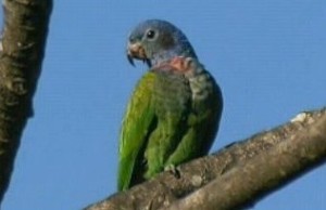 73.01b.Paler Blue-Headed Parrot - Paler Blue-Headed Pionus - Pionus menstruus rubrigularis