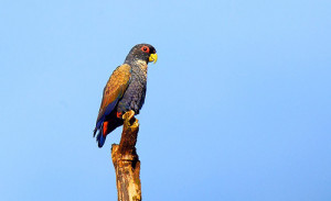 73.02a.Bronze-Winged Parrot - Bronze-Winged Pionus - Pionus chalcopterus chalcopterus
