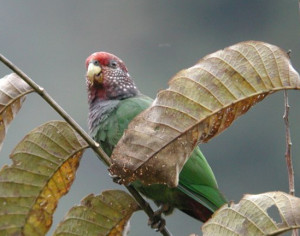 73.06.Speckle-Faced Parrot - Speckle-Faced Pionus - Plum-Crowned Parrot - Plum-Crowned Pionus - Pionus tumultuosus