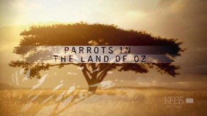 Parrots-In-The-Land-of-Oz-Cover