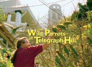 The Wild Parrots of Telegraph Hill